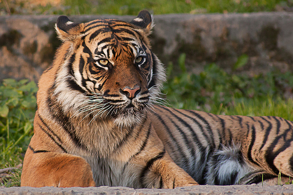 "Tiger" by Leszek.Leszczynski is licensed under CC BY 2.0.